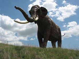 Der Europäische Waldelefant (Elephas antiquus) ist eines der großen Säugetiere, die vermutlich noch heute in Nordeuropa vorkommen würden, wenn der Mensch ihn nicht ausgerottet hätte. Heute sind die Tier ausgestorben. Das Bild stellt eine Rekonstruktion dar. © PePeEfe. CC BY-SA 3.0.