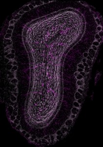 Die Hirnstammzellen entwickelten sich zu Interneuronen (lila), die in das Riechzentrum eingewandert sind. © Ana Martin-Villalba, DKFZ