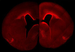 Das linke Teilbild zeigt die normale Stärke und zelluläre Verteilung der Aktivität von Pax6 im sich entwickelnden Neocortex. Das rechte Teilbild zeigt ein erhöhtes, Primaten-ähnliches Muster der Pax6-Aktivität im Neocortex eines doppelt transgenen Mäuseembryos. Diese Tiere besitzen mehr Pax6-positive Vorläuferzellen und höhere Pax6-Aktivität in der nahe am Ventrikel gelegenen Keimschicht. © MPI f. molekulare Zellbiologie & Genetik