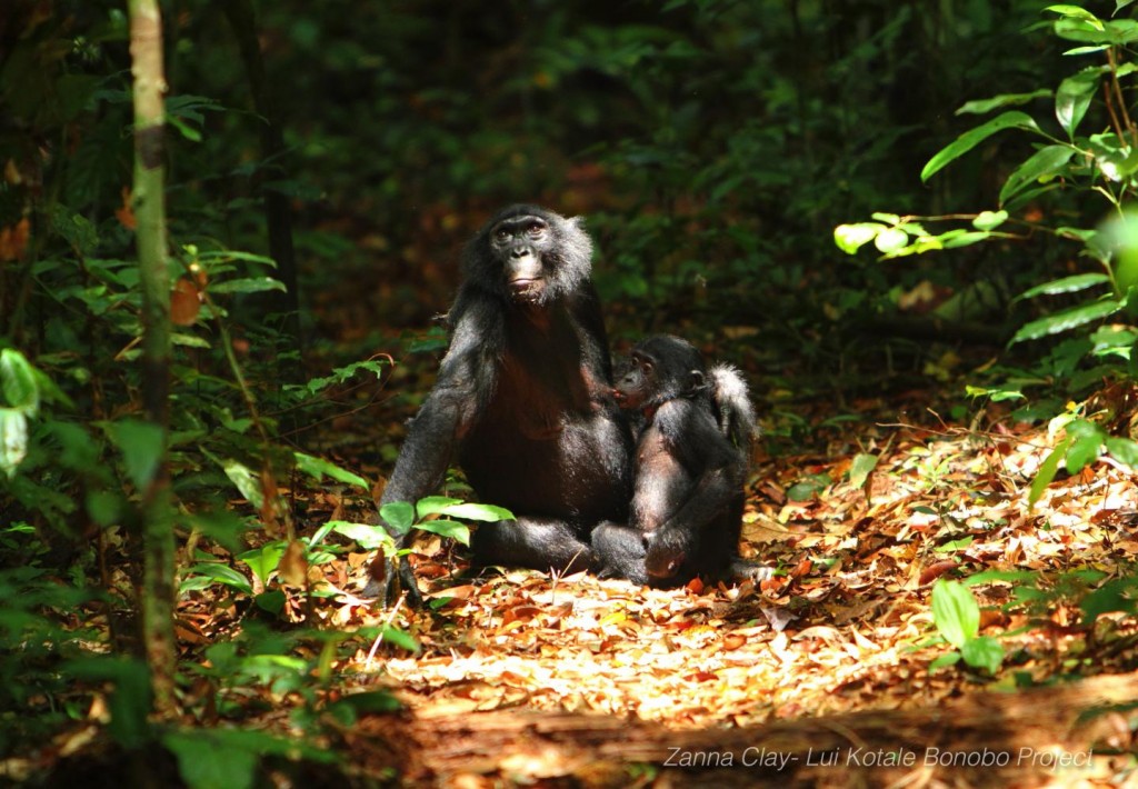 © Zanna Clay/Lui Kotale Bonobo Project