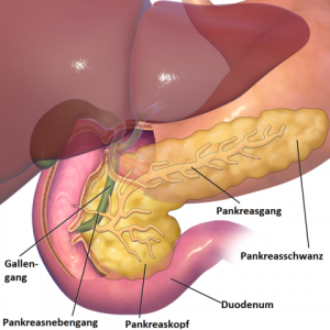Bauchspeicheldrüse und die angrenzenden Organe. © BruceBlaus. CC BY-SA 3.0.