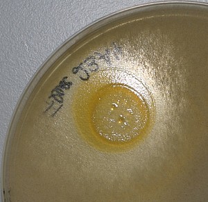 Das Bakterium Chitinophaga pinensins (gelb), das die jetzt entdeckten Substanzen Pinensin A und B produziert, hemmt auf einer Agarplatte das Wachstum eines Mucor-Pilzes. © HZI / Mohr