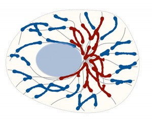 Das Zellskelett (graue Linien) beeinflusst die Fusion der Mitochondrien. Es teilt sie in faserige Netzstrukturen (rot) und kleinere Fragmente (blau) und formt so deren Netzwerk. © HZI / Sukhorukov