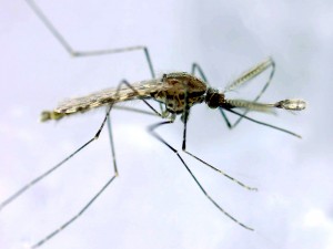 Das TEP1-Gen beeinflusst, ob weibliche Anopheles-Mücken eine Infektion mit Malaria-Erregern abwehren können. In männlichen Mücken kontrolliert es dagegen die Fruchtbarkeit. © MPI für molekulare Zellbiologie und Genetik/ C. Panagiotidis