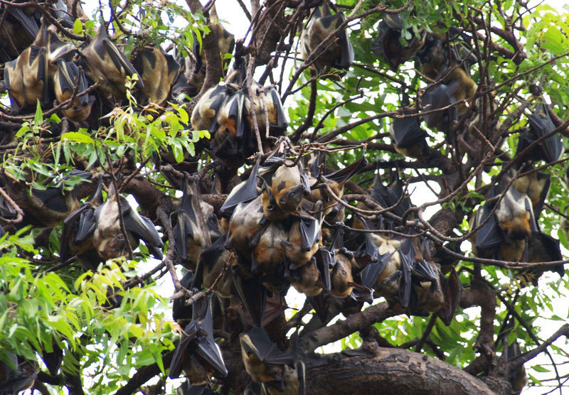 Kolonie von Palmenflughunden (Eidolon helvum) in Accra, Ghana. © MPI f. Ornithologie/ J. Fahr
