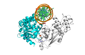 SMARCA ist beim Burkitt-Lymphom oft von Mutationen betroffen (Modell der Proteinstruktur) | © Rob Russell, Universität Heidelberg