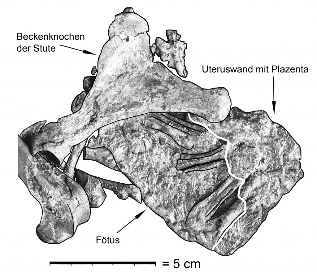 Fossiler Fötus mit Uteroplazenta © Senckenberg