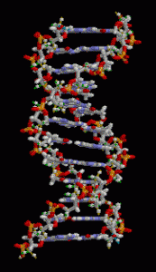 DNA-Doppelhelix. © public domain.