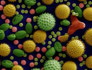 Pollen. © public domain.
