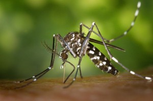 Asiatische Tigermücke Aedes albopictus. © gemeinfrei.