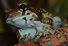 Der Baumhöhlen-Krötenlaubfrosch lebt im Regenwald Südamerikas auf Bäumen. © AG Funktionelle Morphologie und Biomechanik