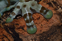 Nahaufnahme der Frosch-Zehen. An den Zehenspitzen befinden sich Haftscheiben. © AG Funktionelle Morphologie und Biomechanik