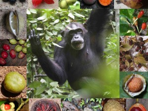 Weiblicher Schimpanse beim Verzehr von Grewia-Früchten sowie eine Auswahl von Regenwaldfrüchten, die von Schimpansen in Uganda, der Elfenbeinküste und Gabun verspeist werden. © K. Janmaat, S. Metzgar, M. Colbeck, Z. G. Bi, J. Head
