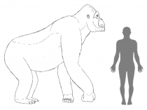 Geschätzte Größe von Giganthopithecus im Vergleich zu einem Menschen. © H. Bocherens