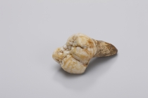 Großer Backenzahn von Gigantopithecus aus der Gustav Heinrich Ralph von Koenigswald-Sammlung im Senckenberg Forschungsinstitut. © Wolfgang Fuhrmannek