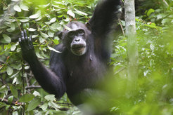 Weiblicher Schimpanse beim Verzehr von Grewia-Früchten. © M. Colbeck