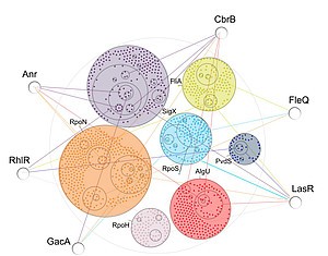 Modularer Aufbau des Genoms von Pseudomonas aeruginosa: Globale Transkriptionsfaktoren kombinieren verschiedene Sigmafaktoren zu funktionellen Gruppen. © HZI/Eckweiler