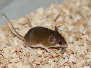 Die "Minimaus" Mus mattheyi ist eine besonders klein Mausart, die die Forscher am Max-Planck-Institut für Evolutionsbiologie auf ihre Genexpression untersucht haben. Genau wie bei anderen Säugetieren werden 95% des Genoms nicht in Proteine übersetzt. © MPI für Entwicklungsbiologie