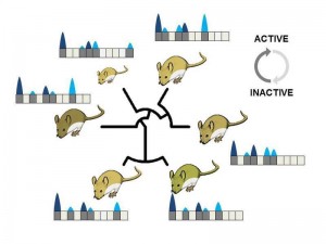 Evolution verändert die Aktivität im Erbgut: Ein Vergleich zwischen den unterschiedlichen Mausarten zeigt verschiedene Regionen des Erbguts, in denen die DNA abgelesen wird (blau). Dabei sind Abschnitte mit Genen dunkelblau, während Bereiche, die zwar aktiv sind, aber keine Gene enthalten, hellblau dargestellt sind. © MPI für Evolutionsbiologie