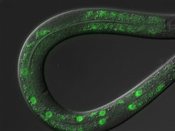 Der Rundwurm C. elegans: Die grünen Markierungen machen sichtbar, wo einer der Transkriptionsfaktoren gebildet wird. © MPI f. Biologie des Alterns
