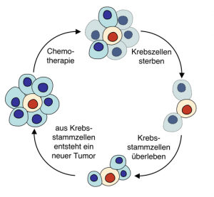 Krebsstammzellen. © Jas. CC-by-sa 2.0/de