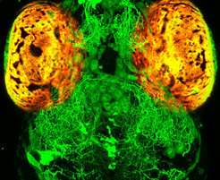 Serotonerge Nervenzellen (grün) haben weitreichende Verbindungen im Zebrafischgehirn. Eine neue Studie zeigt, dass diese Zellen beeinflussen, wie das Gehirn Objekte wahrnimmt. (Die Augen der Fischlarve erscheinen in Orange.) © Max-Planck-Institut für Neurobiologie / Filosa 
