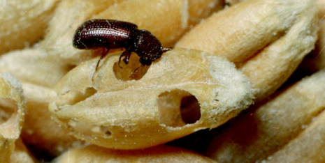 Ein Getreidekapuziner auf einem Weizenkorn: Eine neuartige Beizung könnte Saatgut vor diesem Käfer und seinen Larven schützen. © Clemson University - USDA Cooperative Extension Slide Series, CC BY 3.0 US