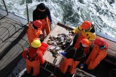 Wissenschaftler untersuchen Fischbestände. Eine neue Studie fordert die Aussetzung einer Zertifizierung mit Ökolabels von überfischten Beständen. © GEOMAR.