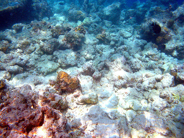 Tote Korallen acht Jahre nach einem El Niño Ereignis am Moofushi Korallenriff bei den Malediven. © Bruno de Giusti. CC BY-SA 2.5 IT. Wikimedia Commons.