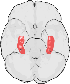 Hippocampus. © public domain. Wikimedia Commons.