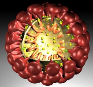 Coronavirus. © public domain.