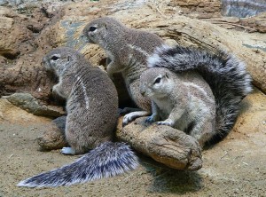 Borstenhörnchen sind gesellgie Tiere, die in Kolonien leben. © BS Thurner Hof. CC BY-SA 3.0. Wikimedia Commons.