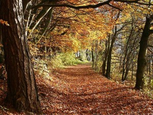 Herbstwald. © Martin Heiß. CC BY-SA 3.0. Wikimedia Commons.