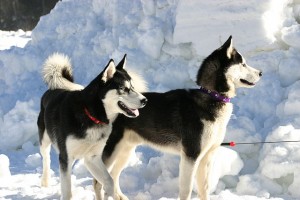 Huskies verfügen nur über zwei Amy2B Amylasegene, denn ihre Menschen blieben ihrem Jäger und Sammlerleben treu. © Germaniac2. CC BY-SA 3.0.