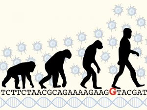 Der Austausch eines einzigen Buchstabens (rot) im Code des ARHGAP11B-Gens hat zur Folge, dass sich beim modernen Menschen mehr Stammzellen im Gehirn bilden als bei früheren Menschenformen. © MPI f. molekulare Zellbiologie und Genetik