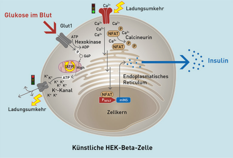 Wirkungsweise der künstlichen HEK-Beta-Zellen. © ETH Zürich.
